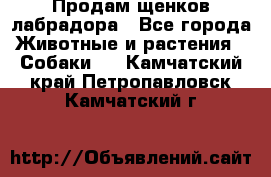 Продам щенков лабрадора - Все города Животные и растения » Собаки   . Камчатский край,Петропавловск-Камчатский г.